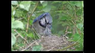 Blue Jay Attacks My Wife