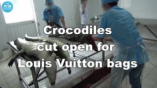 Crocodiles Cut Open, Skinned in Vietnam for Leather Bags