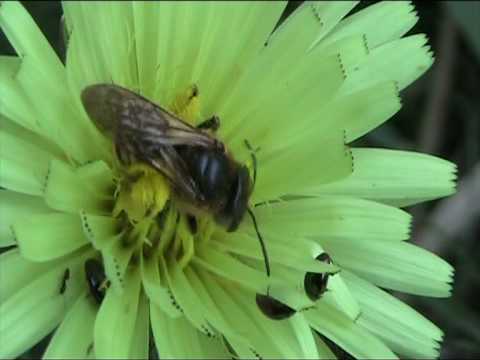 Ape che raccoglie il polline da un fiore - Bee plucking pollen in a ...
