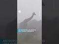 NO SE MUEVE | Así soportó esta Jirafa una tormenta feroz 🦒