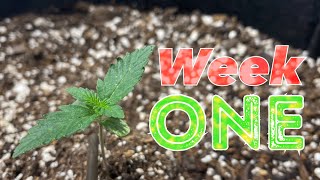 Let’s grow autoflowering cannabis in a closet! Week 1!