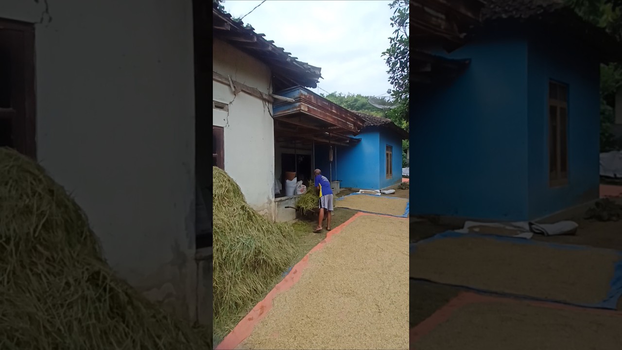 paktuo adi ambil merang ditempate pak miko  buat makan sapi 