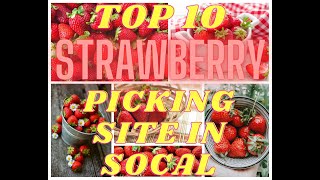 Top 10 Strawberry Picking Site in Southern California!