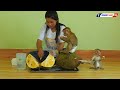 Monkey Luna With Tiny Olly Eating Big Jackfruit