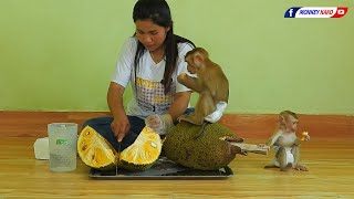 Monkey Luna With Tiny Olly Eating Big Jackfruit