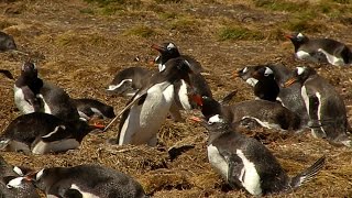 Irritated Penguins in a Three Way Fight