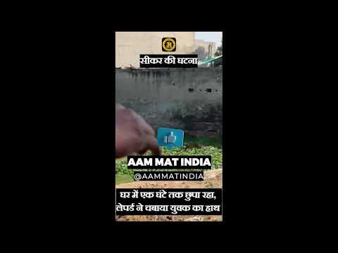 &Quot;सीकर में लेपर्ड का आतंक | युवक पर हमला | रेस्क्यू ऑपरेशन लाइव | Leopard Attack In Sikar&Quot;