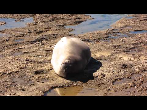 SEAL'S HARDCORE EXPLOSION