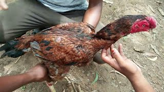 #UTUBE9 Punjulu farming||pandem punjulu