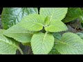 my home garden vlog /