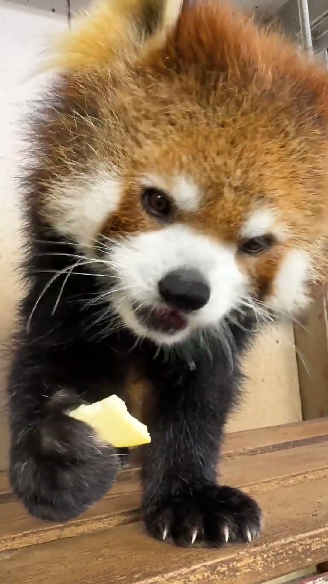 Happy 11th Birthday to RedPanda MOCCHI on June 24,2026 #redpanda