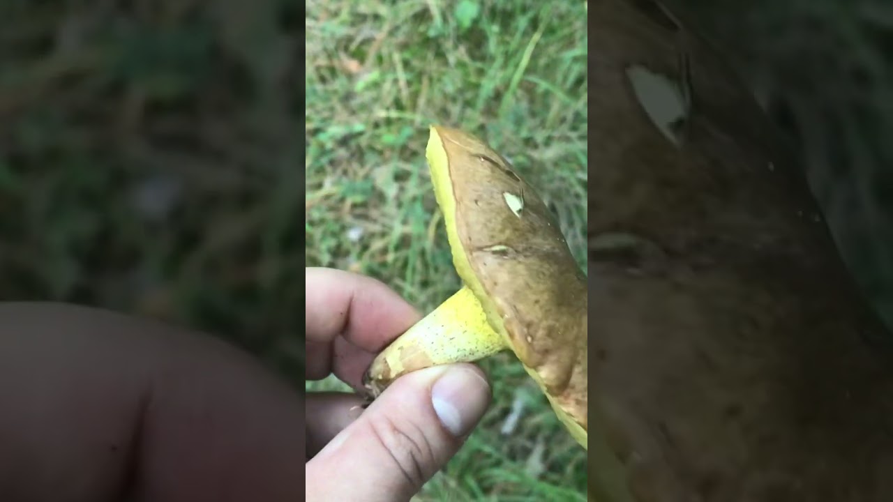 Suillus granulatus mushroom - prizreni 2022