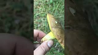Suillus granulatus mushroom - prizreni 2022