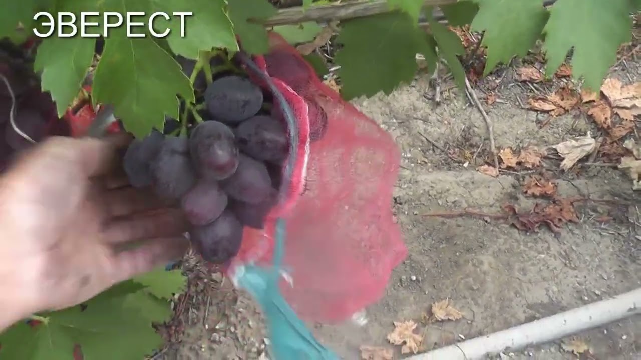 25 г. Калигула, Страшенский, Эверест, Посланник, Дамасская красавица, Памяти Бронислава.