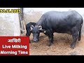 आखिरी Live Milking (Morning Time) at Satish Kotia फार्म, Mahendergarh (9050276086)