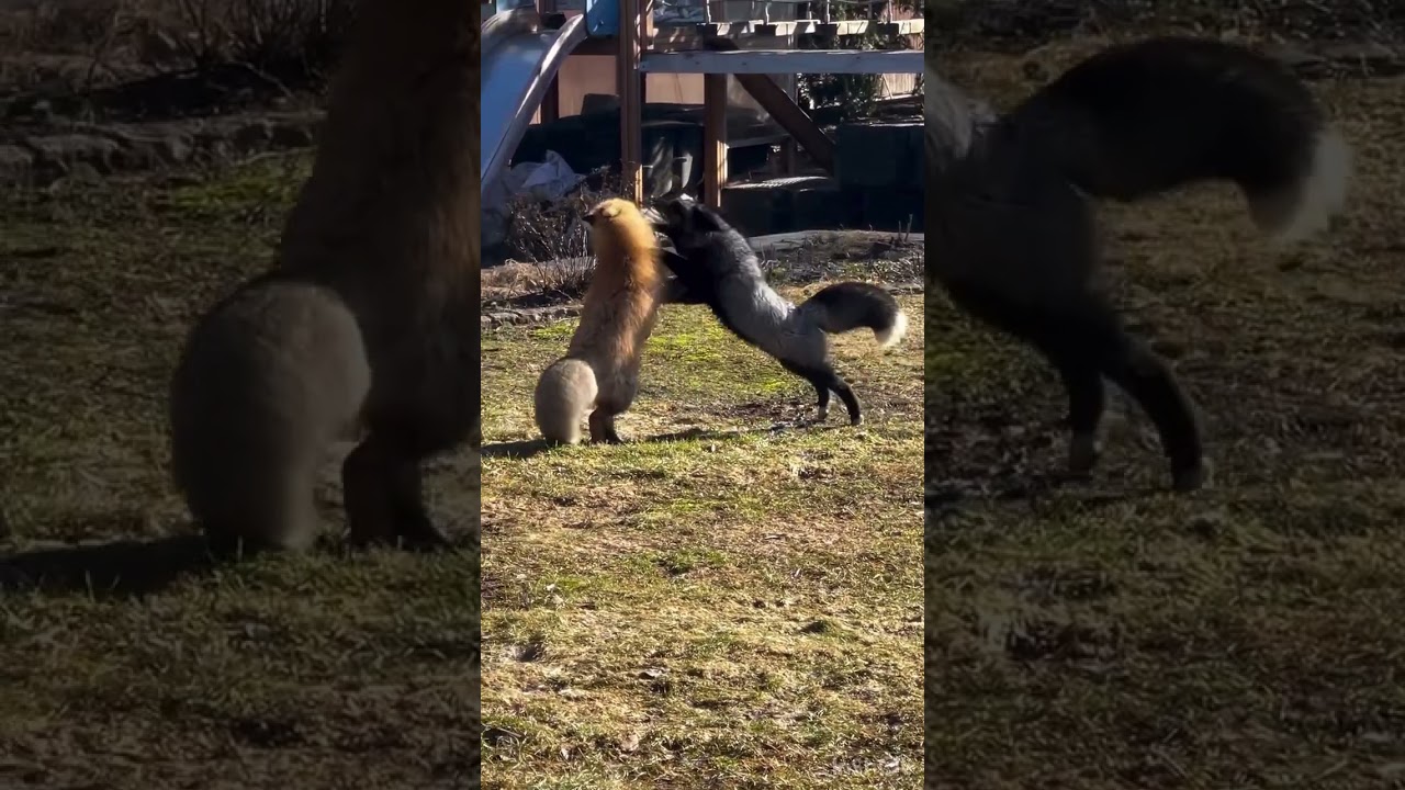 Furry friends: captivating animals in their natural play 