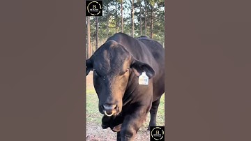 Sapi brahman x simental #sapi #cow #sapigemuk #sapilucu #sapipedaging