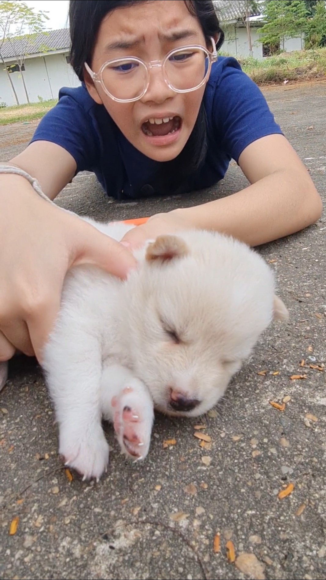 Hero Puppy? Save Me‼️? ? | JJaiPan #Shorts #funnydog