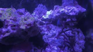 Acquario marino con coralli e pagliaccetti 