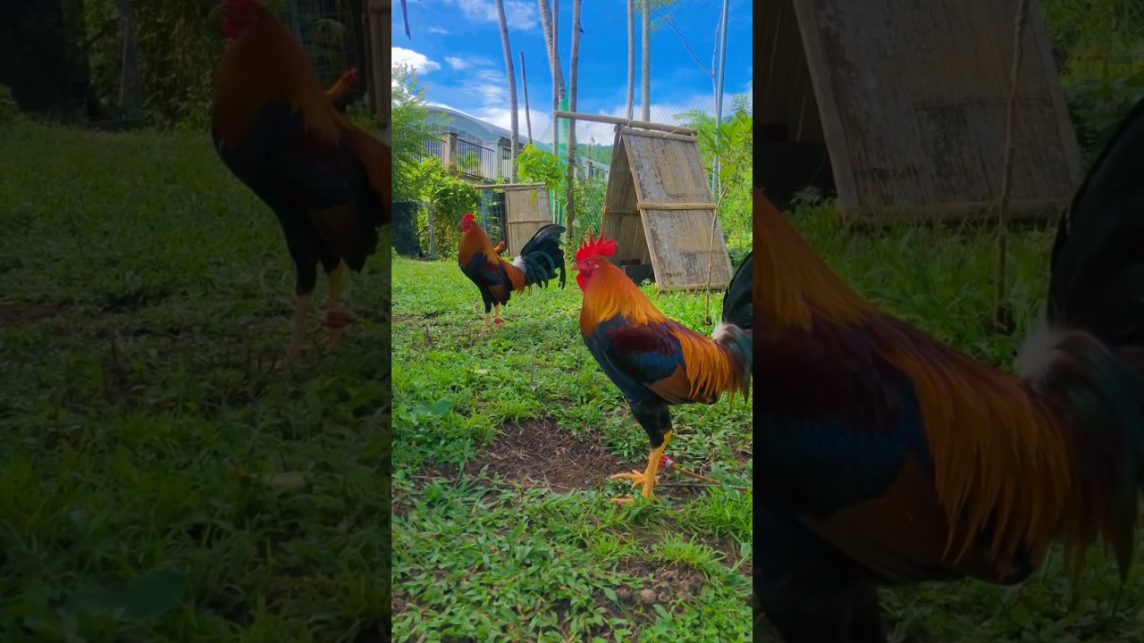 Sweater Lover | Gamefowl |Backyard Breeder