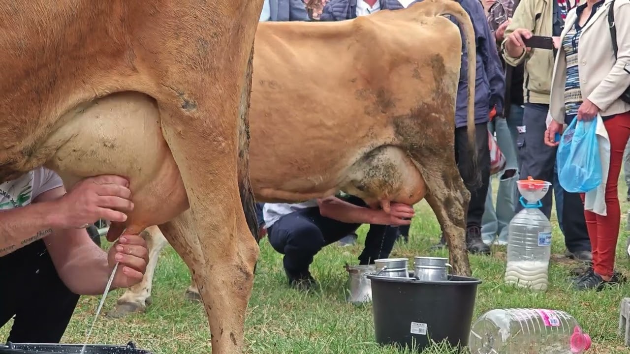 Състезание по доене на крави в Момчилград