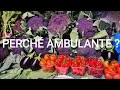 Perché ci siamo buttati con la vendita ambulante ? La nostra storia