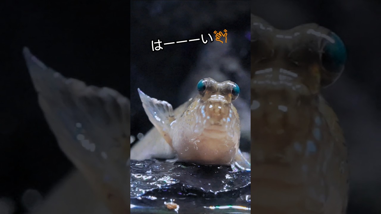 トビハゼを呼んでみよう👋トビハゼちゃんは何が好きかな🤔?! #shorts