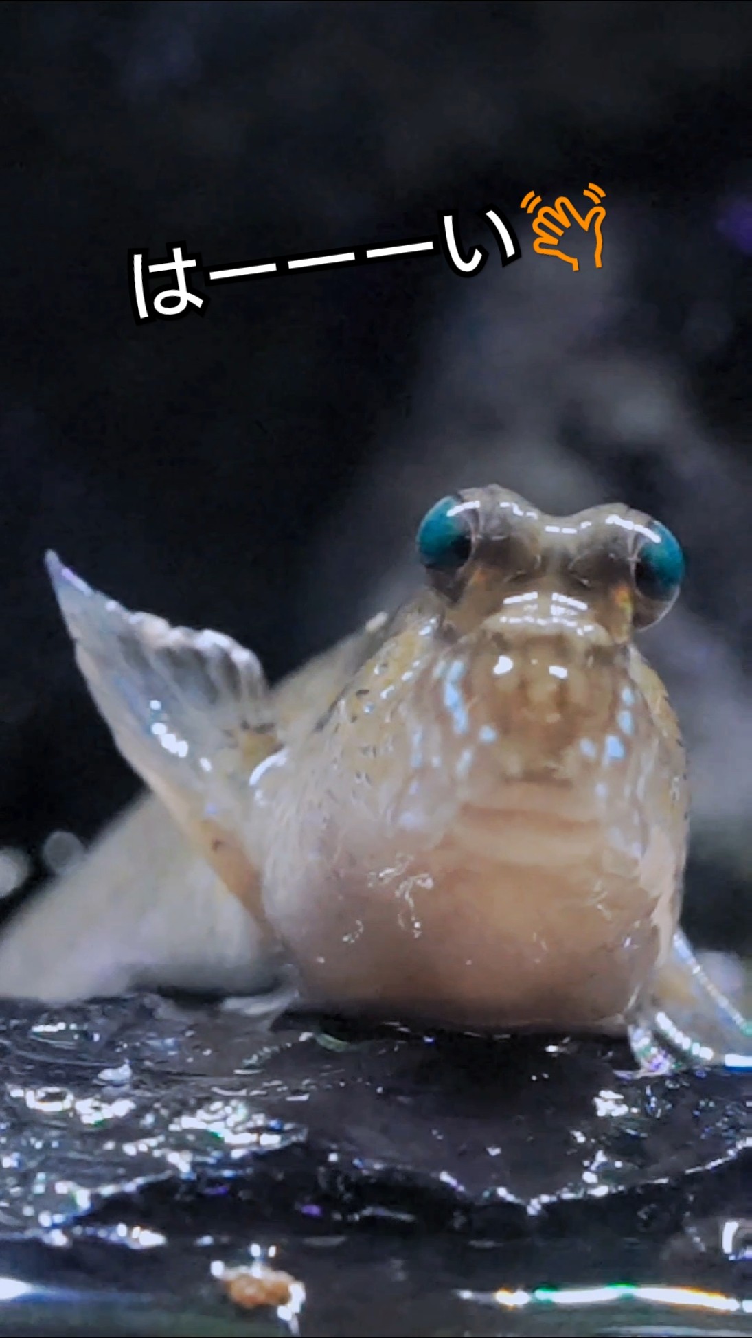 とびはぜちゃんです。 トビハゼを呼んでみよう👋トビハゼちゃんは何が好きかな🤔?! #shorts