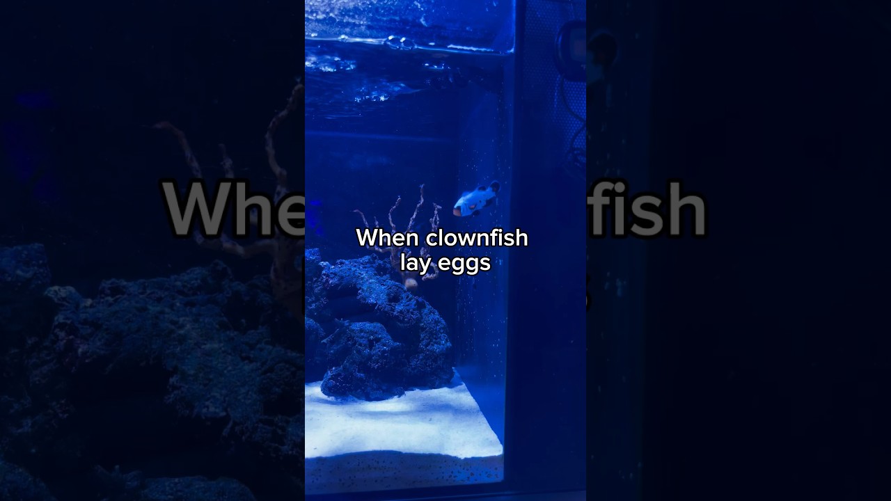 Clownfish breeding