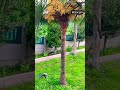 Palmiye tohum verme zamanıayrı bir güzel