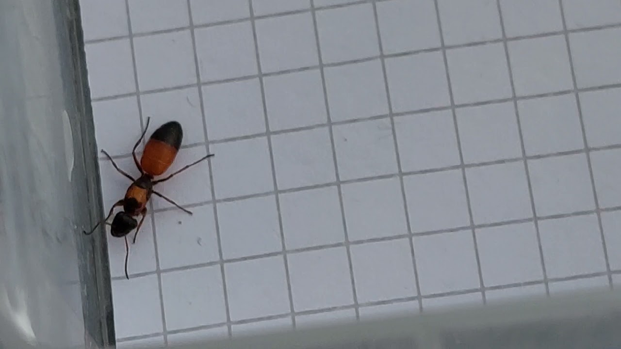 Opisthopsis rufithorax (Australia) 19.10.2021