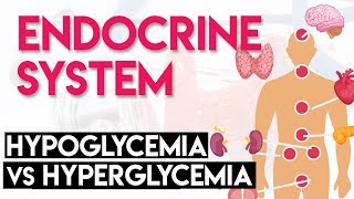 Hypoglycemia vs Hyperglycemia | Endocrine System (Part 3)