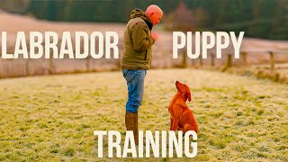 Labrador Training