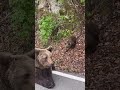 Bear Meets Beer Cups: Wild & Unexpected Romania Adventure