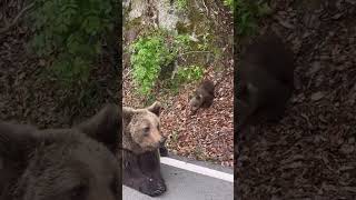 Bear Meets Beer Cups: Wild & Unexpected Romania Adventure