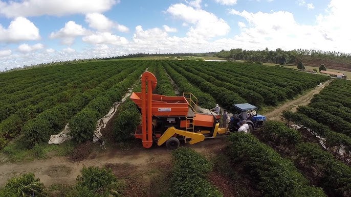 Projeto de Café Conilon Nutrirrigado por Gotejamento Enterrado na