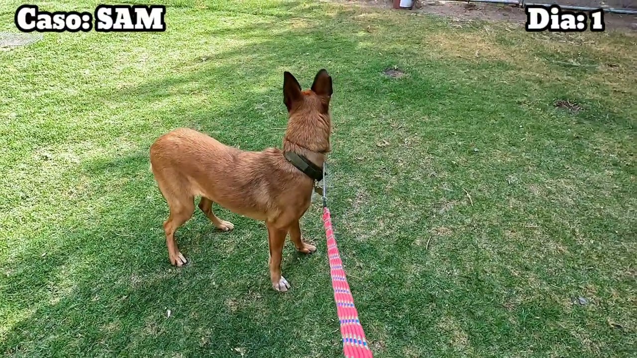 Rehabilitación Pastor Belga con Agresión a personas Día 1.