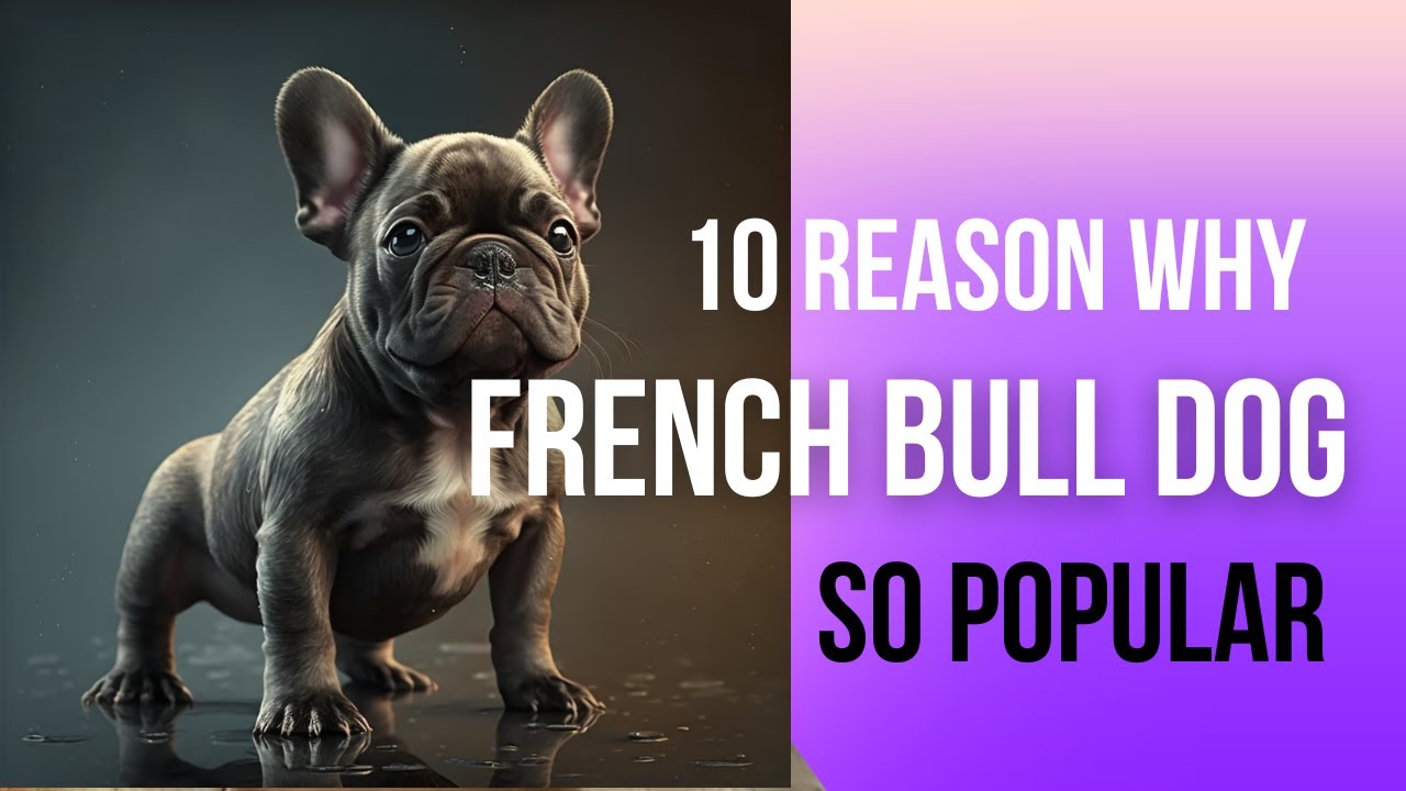 Ten reason why French bull dogs so popular. YouTube