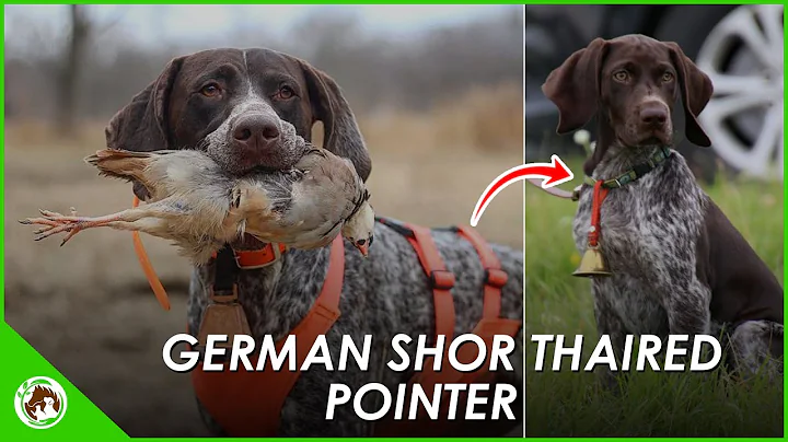 The German Short Haired Pointer: The Perfect Dog for You