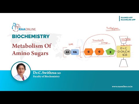 Metabolism Of Amino Sugars #biochemistry #Aminosugar #metabolism