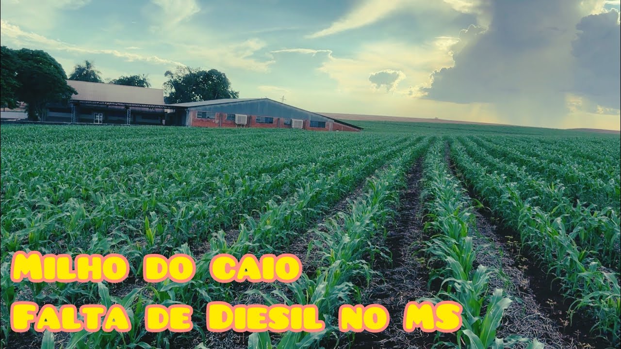 ✅ ÁREA DO CAIO - DEKALB 360 / QUASE FICAMOS SEM ÓLEO DIESIL PARA COLHER NO MS.🇧🇷