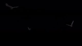 Three Black Ravens - 4K Flying Around Loop | Motion Graphics - Videohive template