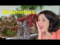 BROMÉLIA, dicas de cultivo. Aprenda sobre a planta que é ideal para paredes e jardins verticais