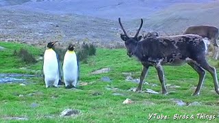 Penguins &amp; Reindeer - A Book Trailer