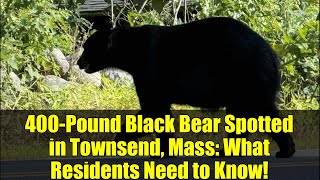 400-Pound Black Bear Spotted in Townsend, Mass: What Residents Need to Know!
