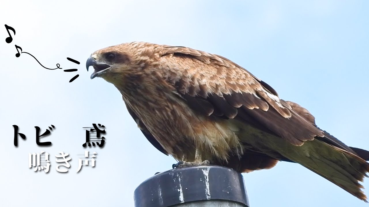トビの鳴き声（トンビ鳴き声） / Black Kite Bird call and