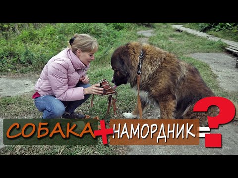 Как приучить собаку к наморднику