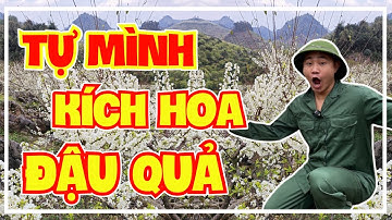 Bà Con Có Thể Tự Mình Kích Hoa Và Đậu Quả Trên Cây Mận Hậu | Sỹ Nguyễn Official