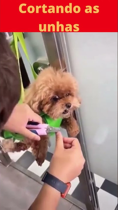 Olha o drama desse cachorrinho, para cortar as unhas, #shorts