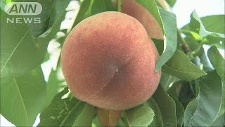 桃狩りがシーズンイン！早生の品種が食べ放題　山梨(17/06/24)